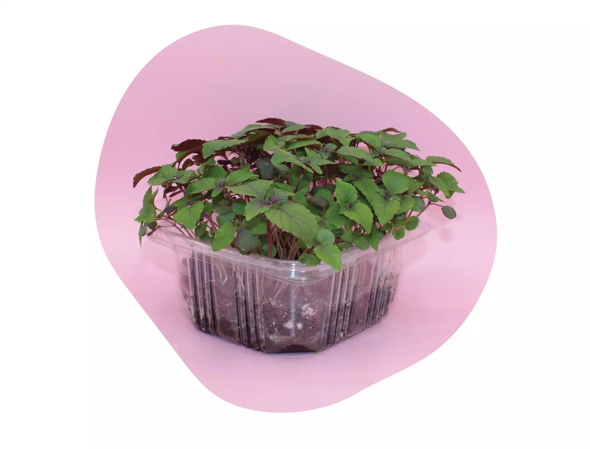 Shiso bicolore